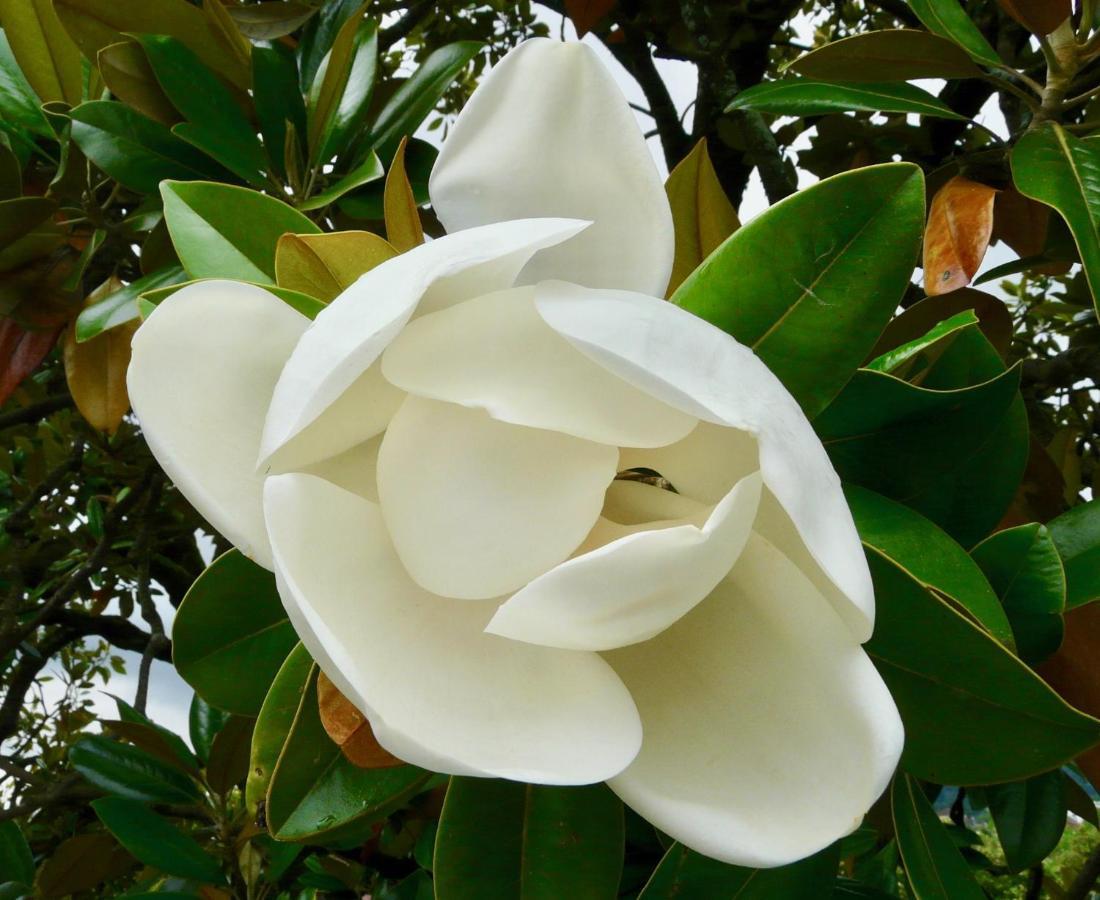 Magnolia : Superbe Deux-Pieces Quartier Du Chateau Pau Buitenkant foto